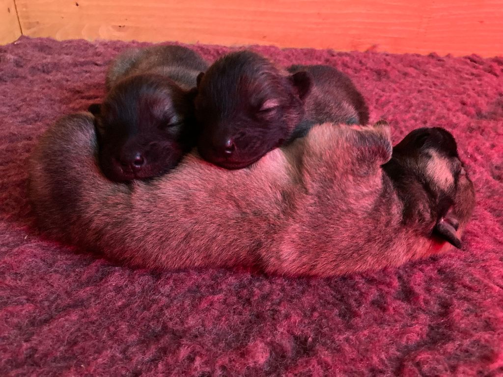 chiot Eurasier de l'élevage des tous-tout mignons