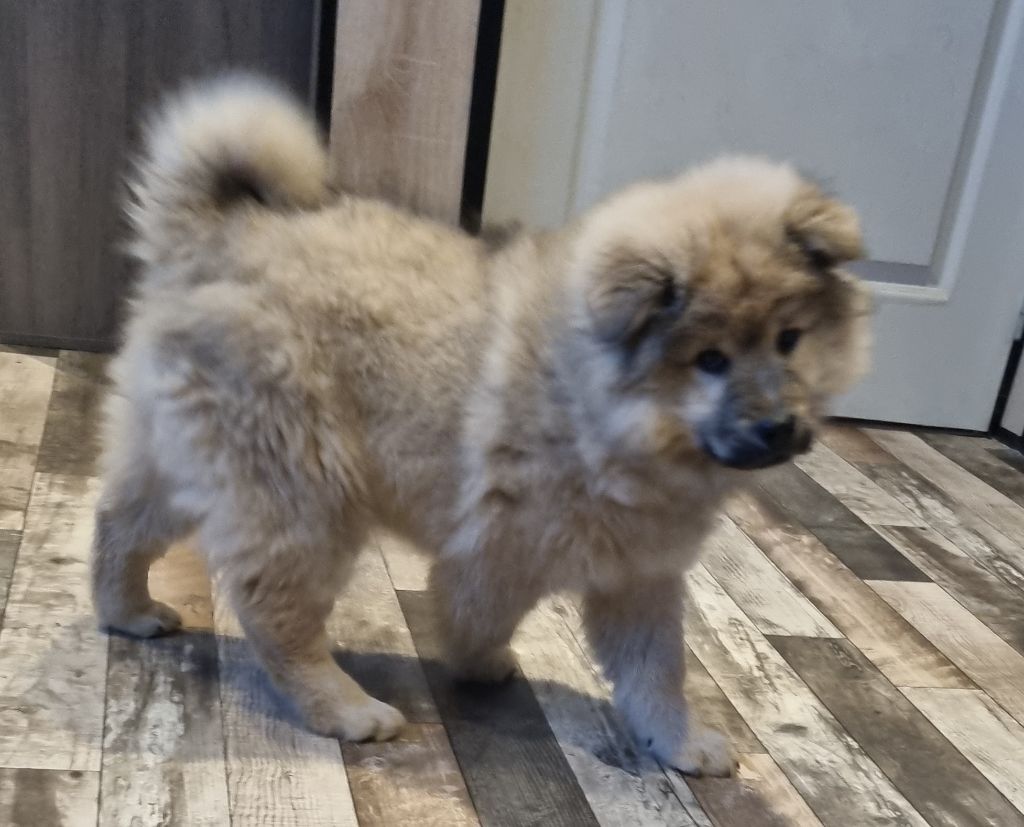 chiot Eurasier de l'élevage des tous-tout mignons