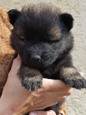 de l'élevage des tous-tout mignons - Eurasier - Portée née le 04/04/2021