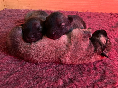 de l'élevage des tous-tout mignons - Eurasier - Portée née le 07/01/2023