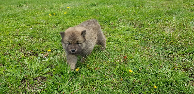 de l'élevage des tous-tout mignons - Eurasier - Portée née le 15/09/2020