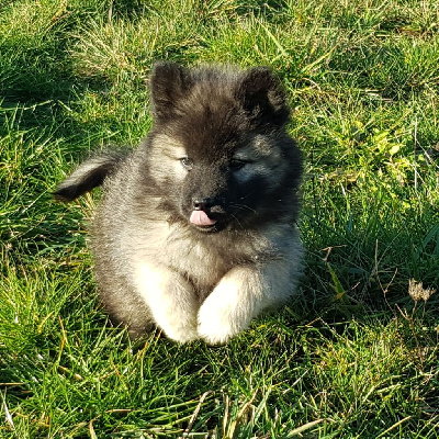 de l'élevage des tous-tout mignons - Eurasier - Portée née le 26/09/2019