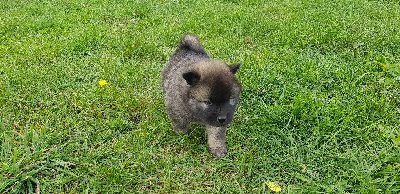 de l'élevage des tous-tout mignons - Eurasier - Portée née le 15/09/2020