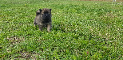 de l'élevage des tous-tout mignons - Eurasier - Portée née le 15/09/2020