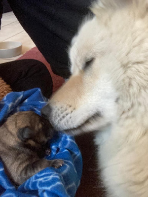 de l'élevage des tous-tout mignons - Eurasier - Portée née le 26/03/2023