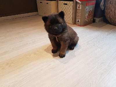 de l'élevage des tous-tout mignons - Eurasier - Portée née le 04/04/2021