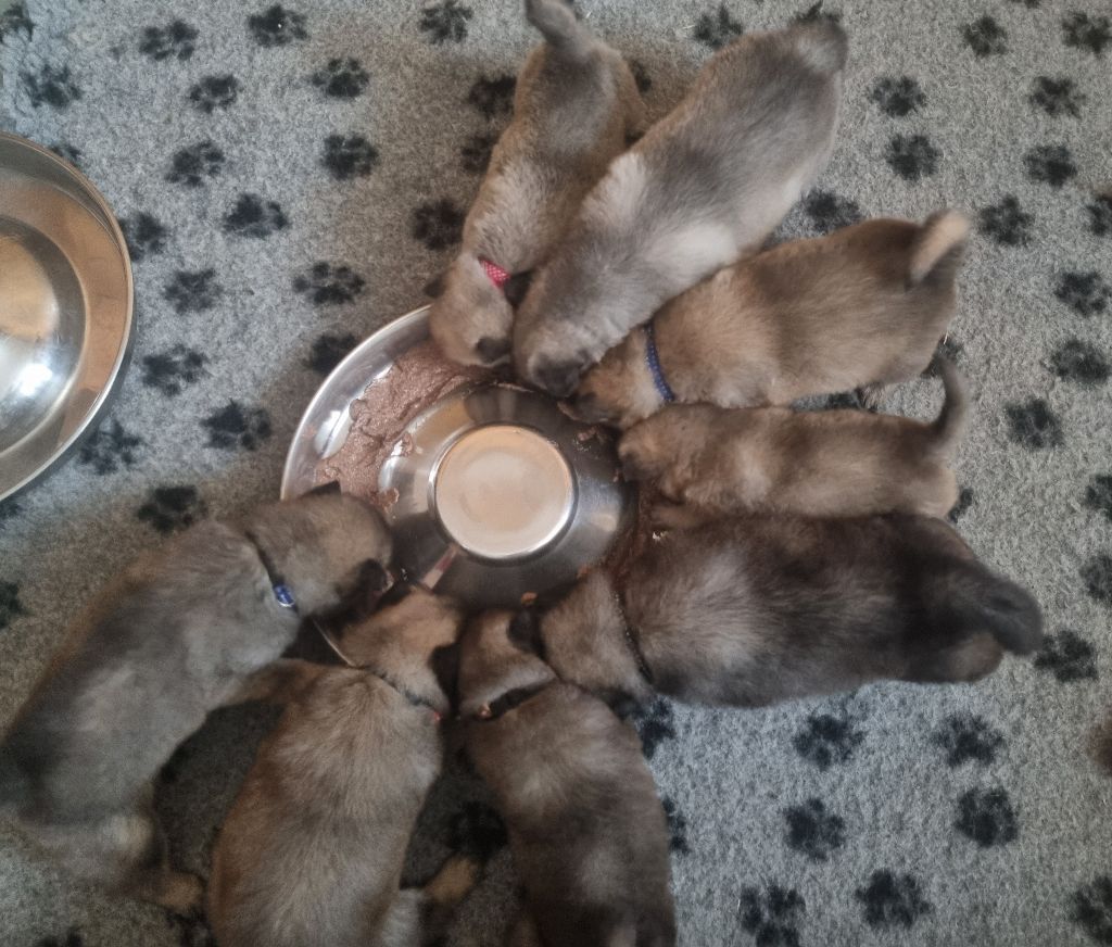 chiot Eurasier de l'élevage des tous-tout mignons