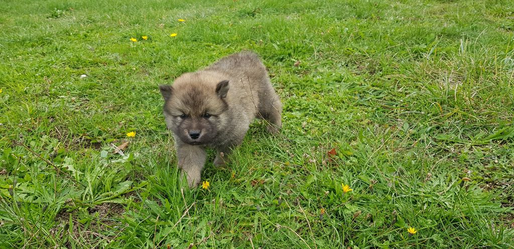 de l'élevage des tous-tout mignons - Eurasier - Portée née le 15/09/2020